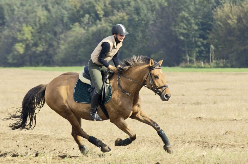 Rider on a Horse — Brown, Active, Afternoon