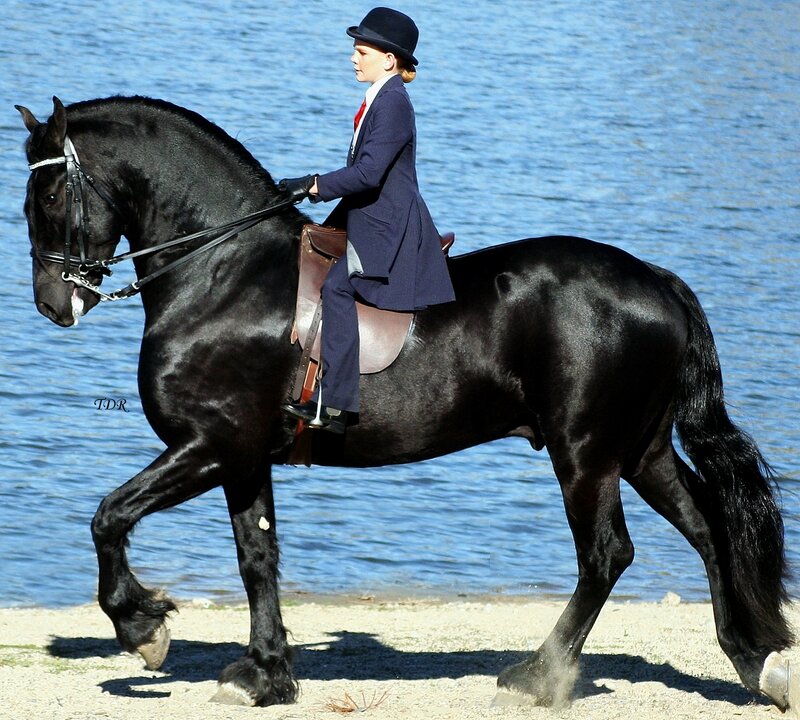 Rider on black horse by water