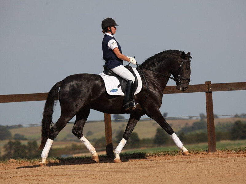 Rider on Black Horse