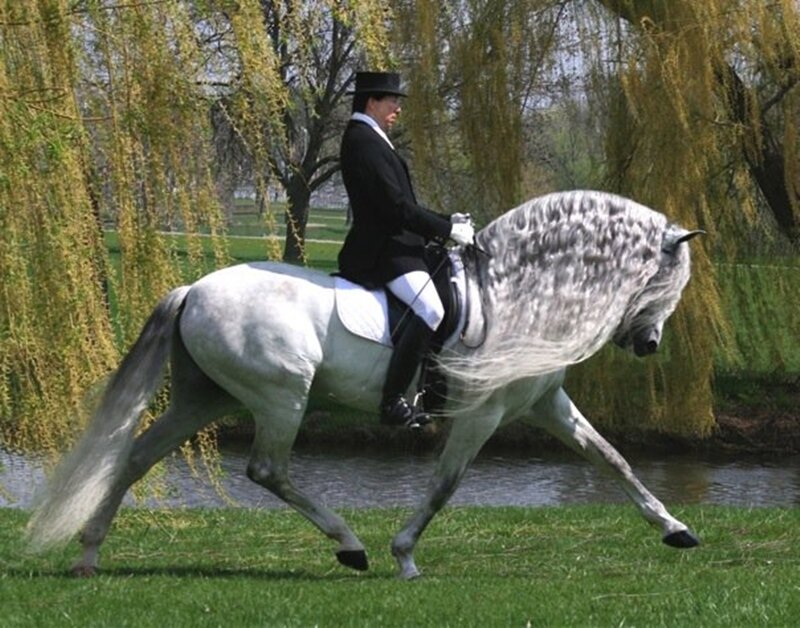 Rider on Gray Horse