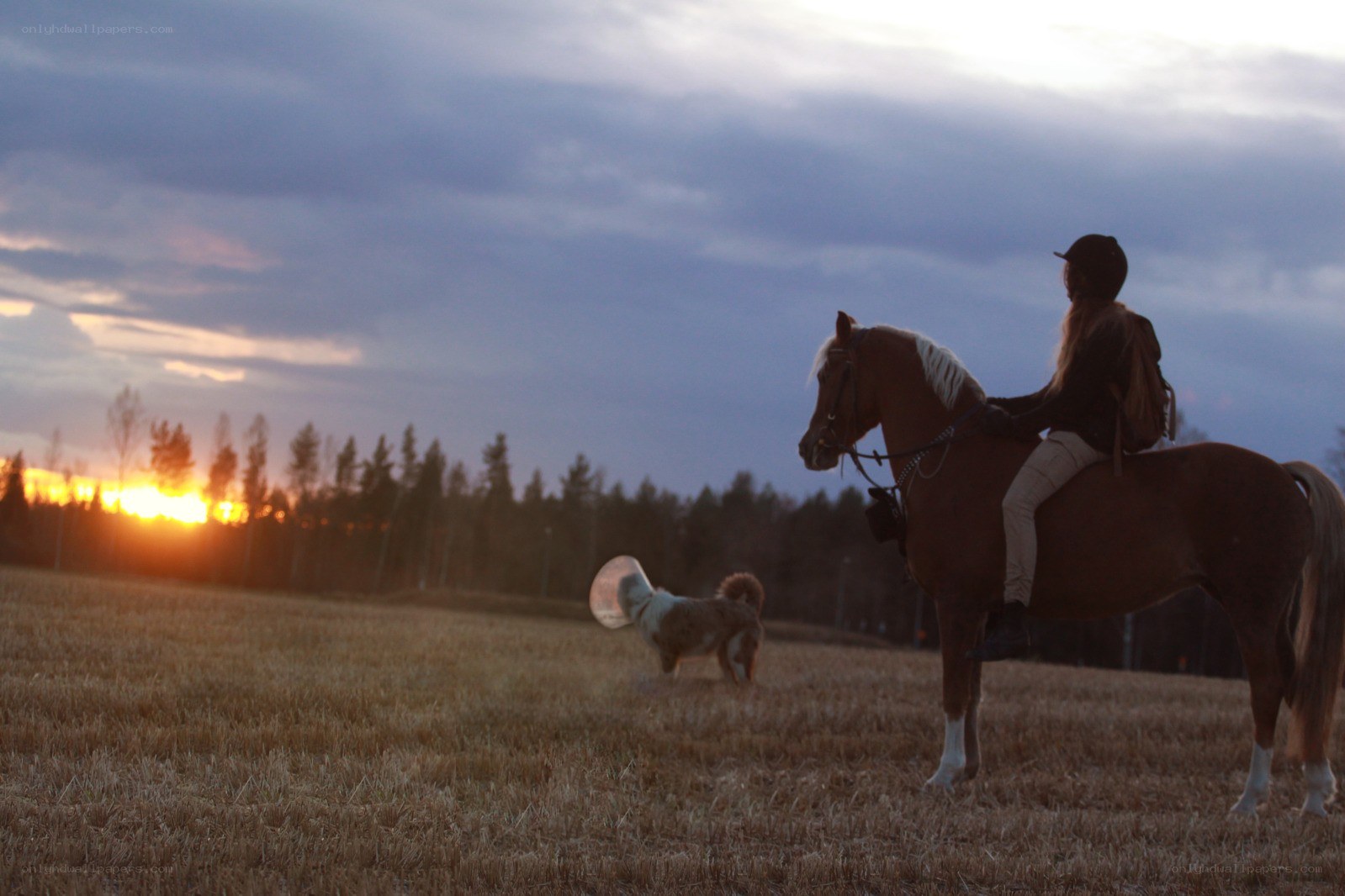 Rider on horse at sunset