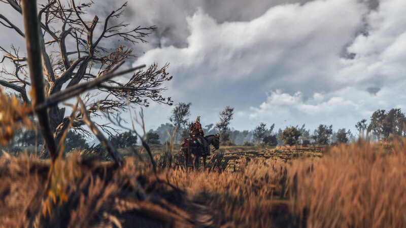 Rider on Horse in Field — Brown
