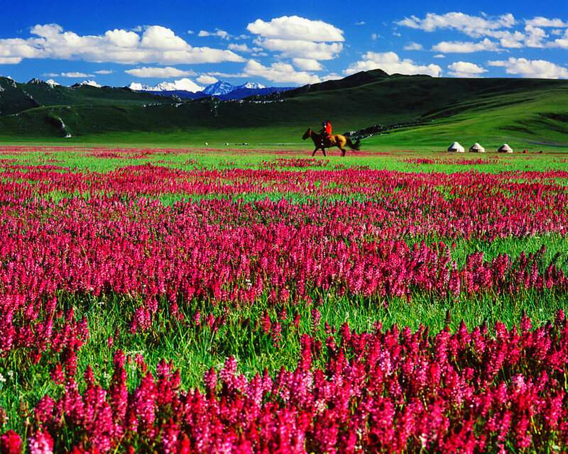 Rider on Horse in Field