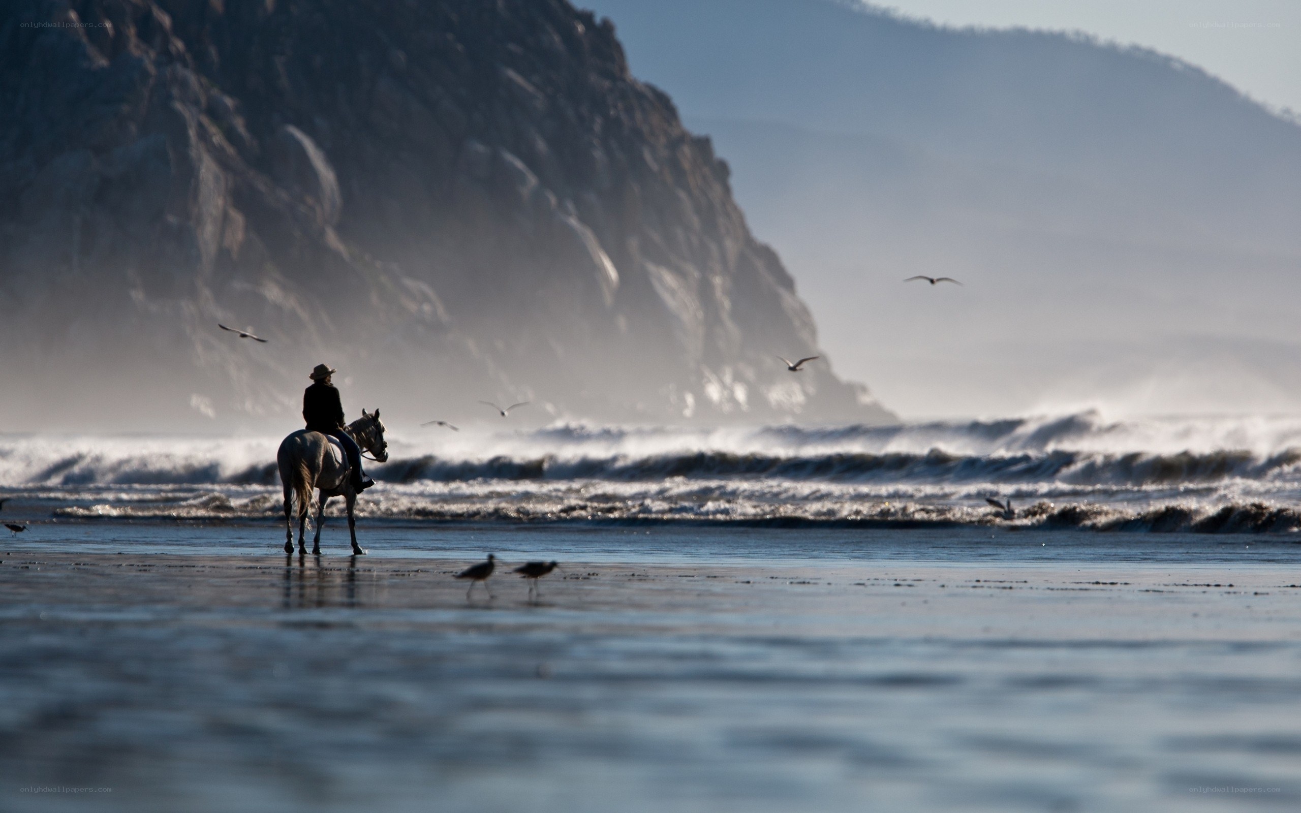 Rider on the beach at sunset