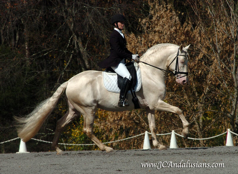 Rider on White Horse — Calm