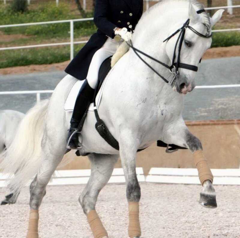 Rider on White Horse — Focused