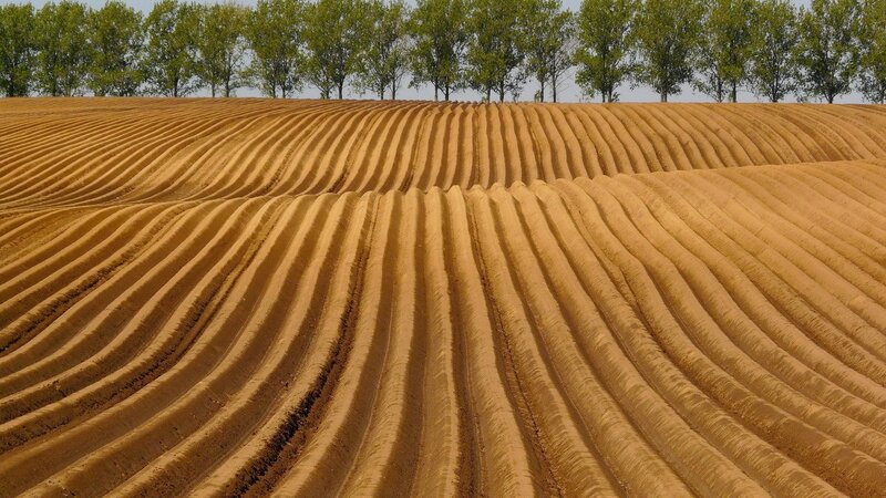 Ridged plowed field