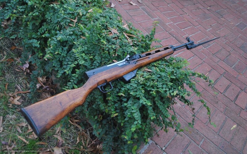 rifle on a bush