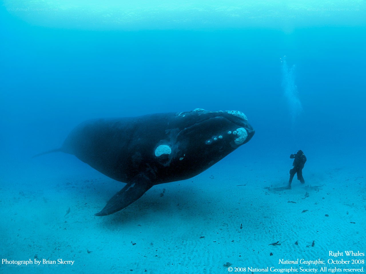 Right Whale and Diver