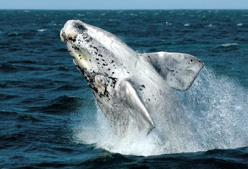 Right Whale Breaching