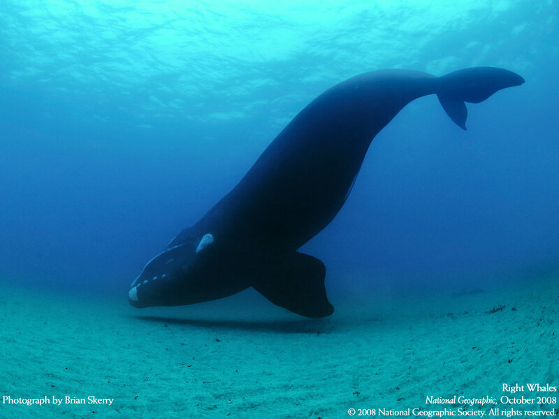 Right whale underwater