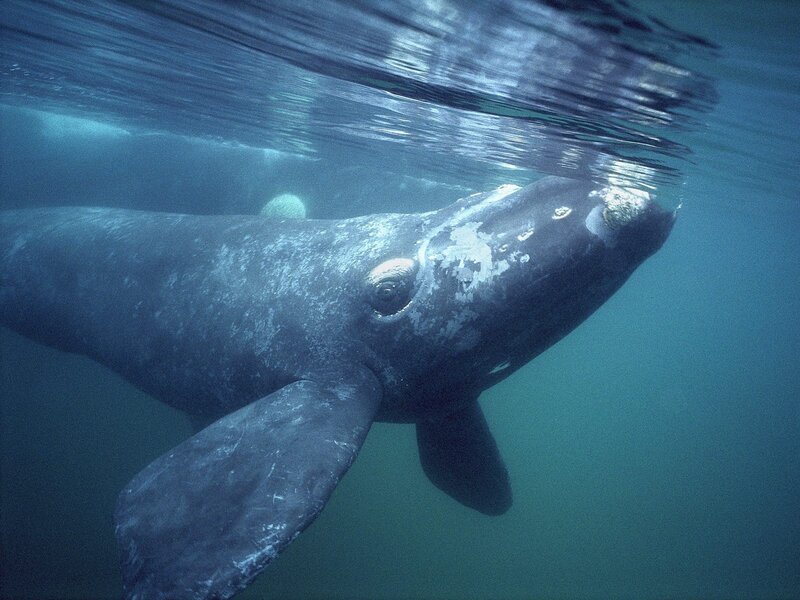 Right Whale Underwater — Blue, Calm