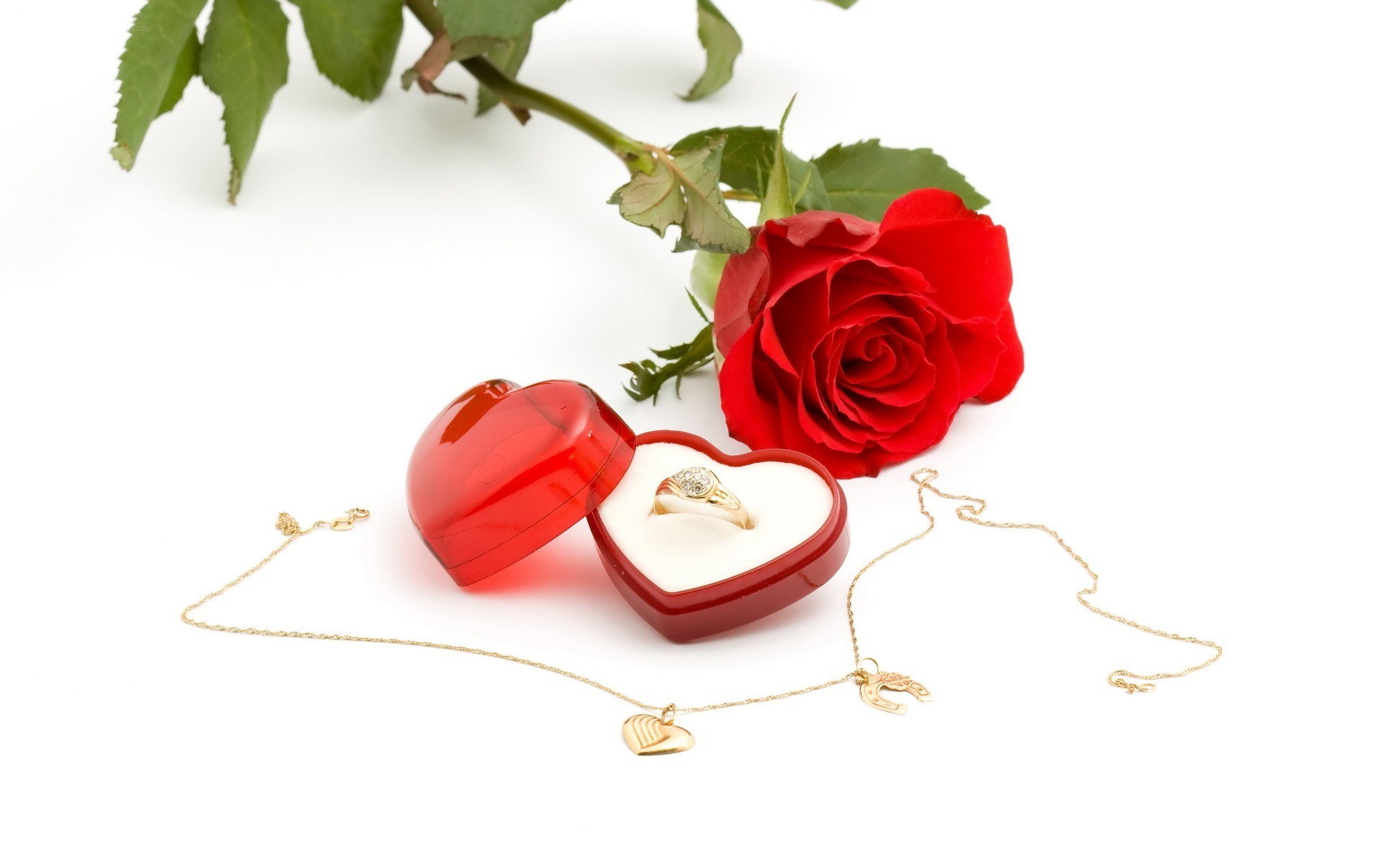 ring and rose on white