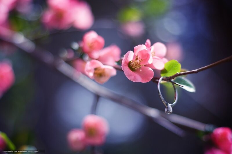 ring on blooming branch