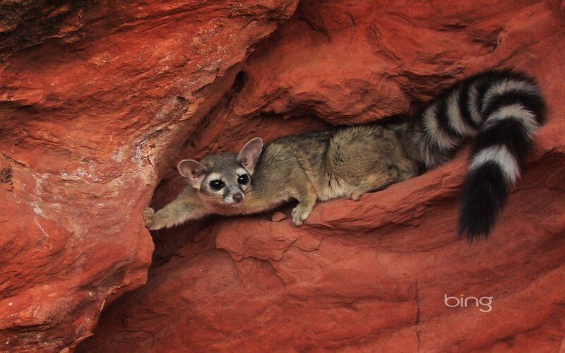 Ring-tailed cat in red rock