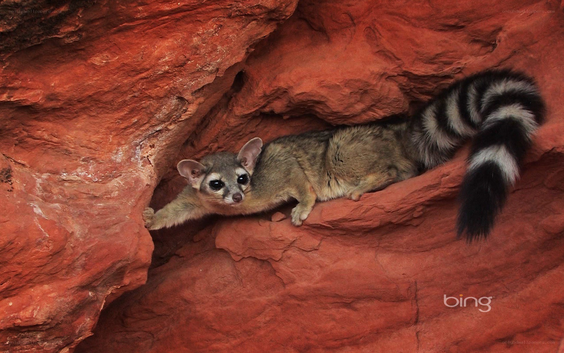 Ring-tailed cat in red rock