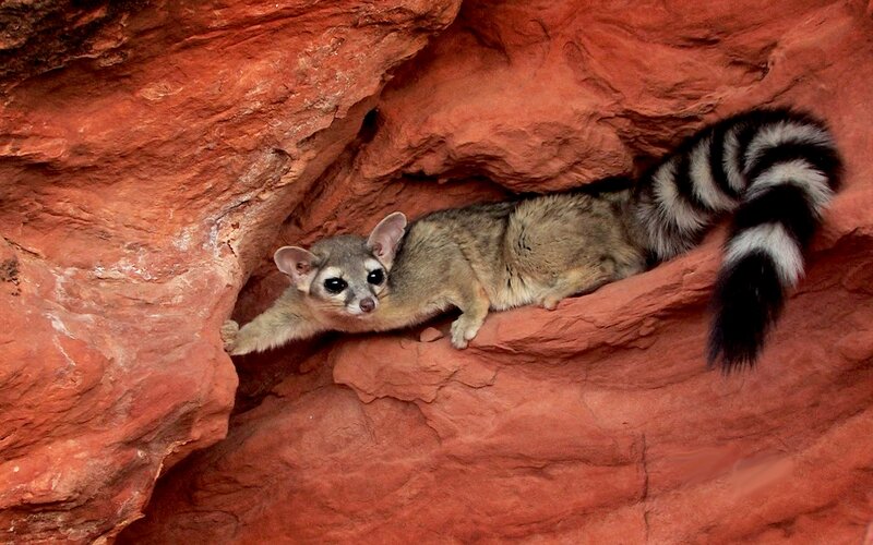 Ring-tailed Cat in Rock — Red