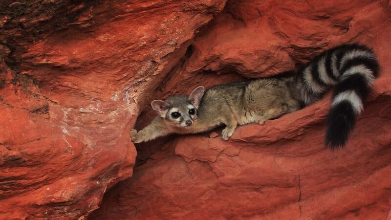 Ring-tailed Cat in Rock