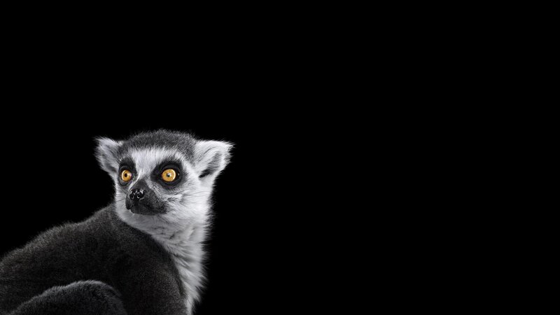 Ring-tailed Lemur — Black