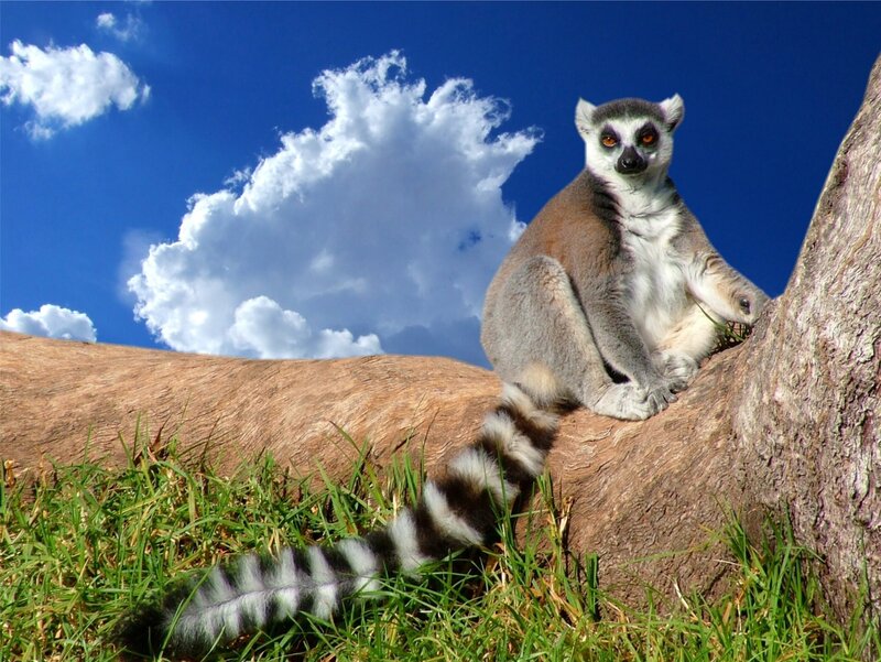 Ring-tailed Lemur — Blue