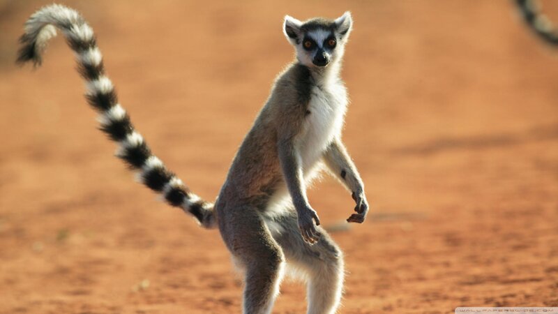 Ring-tailed Lemur — Brown