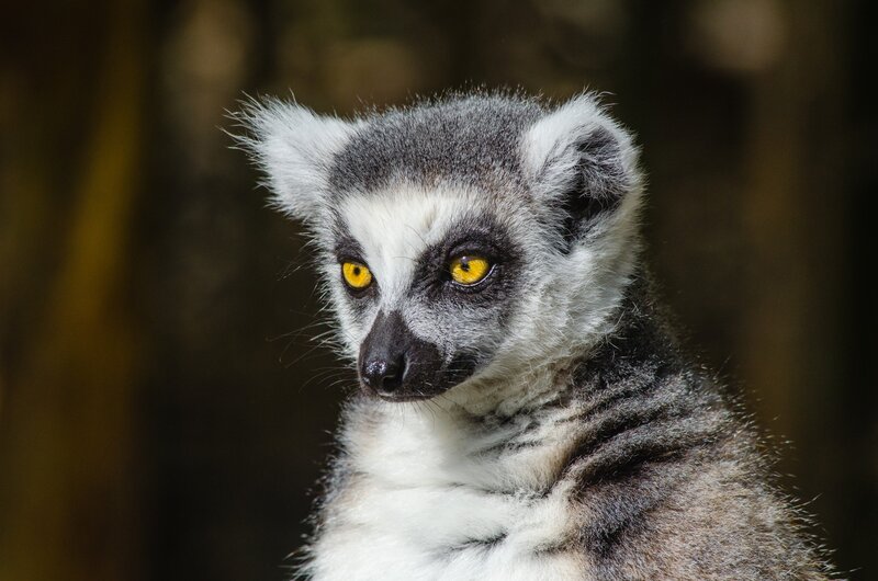 Ring-tailed Lemur — Gray, Alert, Photograph