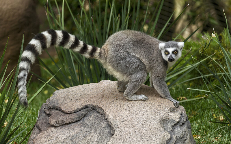 Ring-tailed Lemur — Gray, Alert