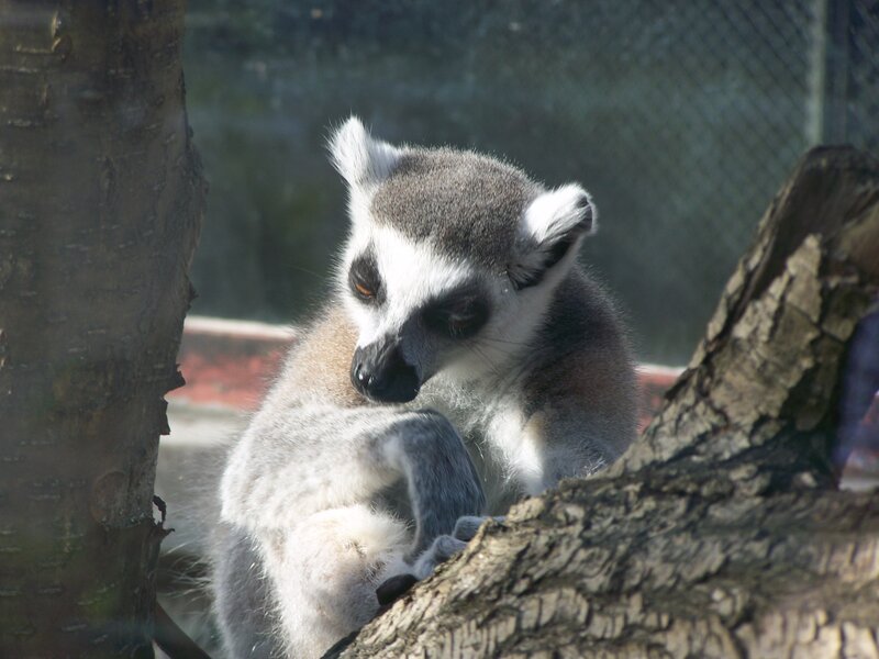 Ring-tailed Lemur — Gray, Calm, Afternoon, Photograph