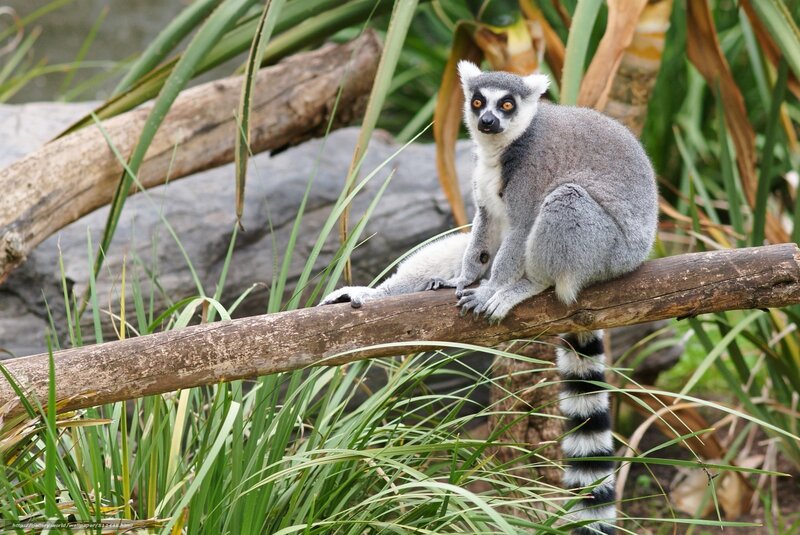 Ring-tailed Lemur — Gray, Calm, Photograph, Branch