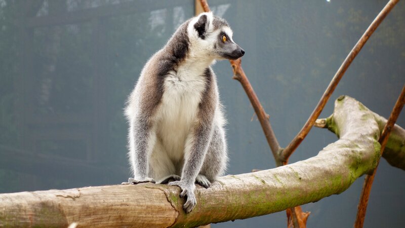 Ring-tailed Lemur — Gray, Calm, Photograph