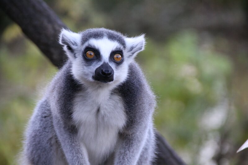 Ring-tailed Lemur — Gray, Calm