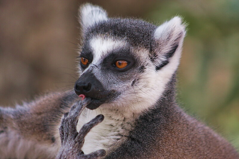 Ring-tailed Lemur — Gray, Curious, Photograph, Animal