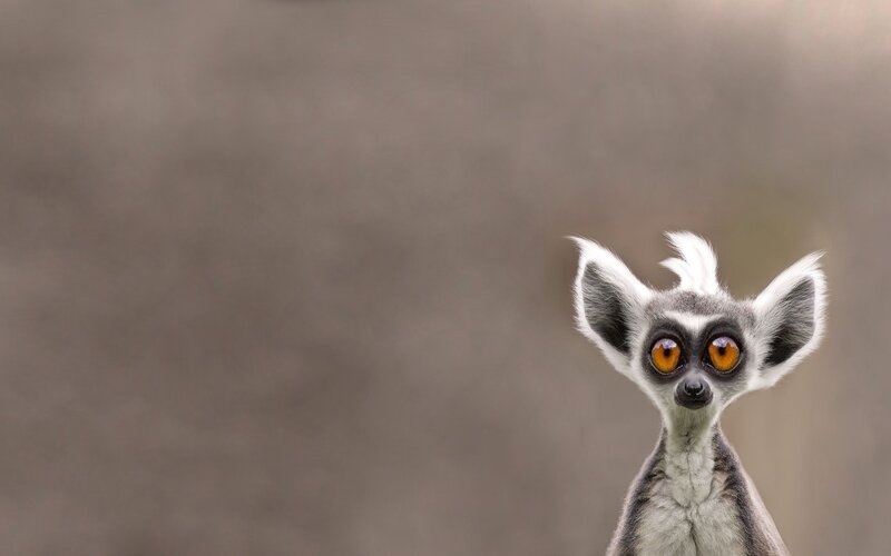 Ring-tailed Lemur — Gray, Curious, Photograph, Eyes, Ears