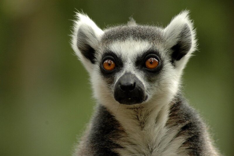 Ring-tailed Lemur — Gray, Curious, Photograph, Eyes