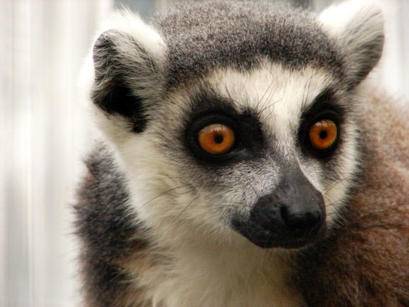 Ring-tailed Lemur — Gray, Curious, Photograph