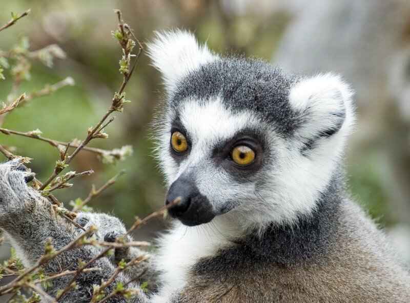 Ring-tailed Lemur — Gray, Curious
