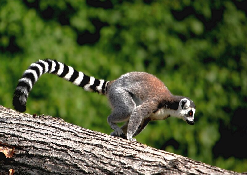 Ring-tailed Lemur — Gray, Natural