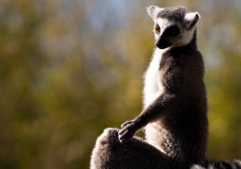 Ring-tailed Lemur — Gray