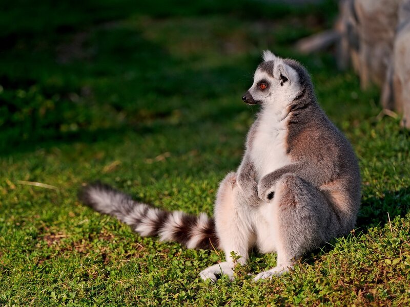 Ring-tailed Lemur — Green, Calm, Afternoon, Photograph, Grass, Tail
