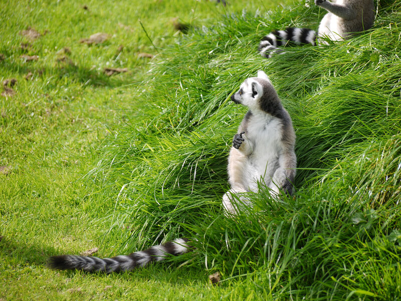Ring-tailed Lemur — Green, Calm, Afternoon, Photograph