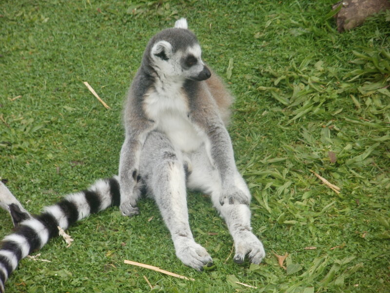 Ring-tailed Lemur — Green, Calm, Photograph, Grass, Tail