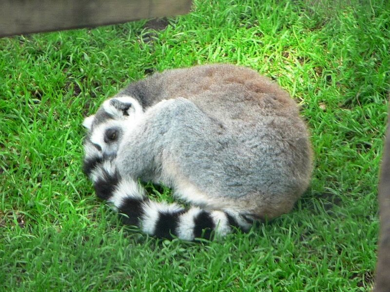 Ring-tailed Lemur — Green, Calm, Photograph, Grass