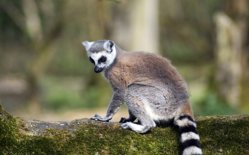 Ring-tailed Lemur — Green, Calm, Photograph, Moss