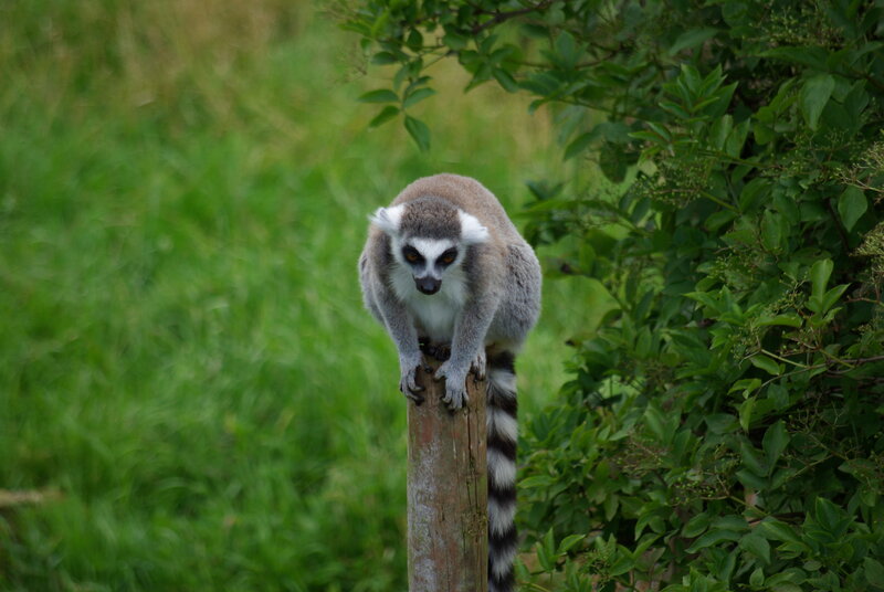 Ring-tailed Lemur — Green, Calm, Photograph, Pole