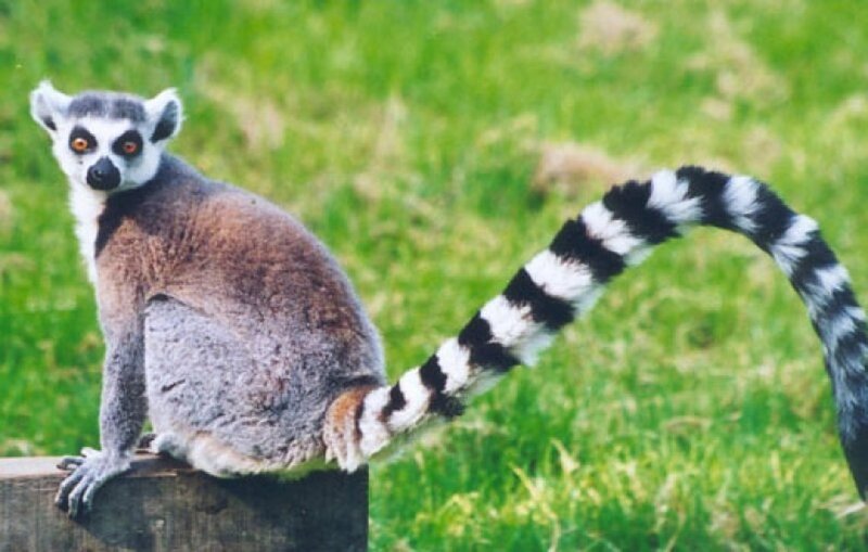 Ring-tailed Lemur — Green, Calm, Photograph