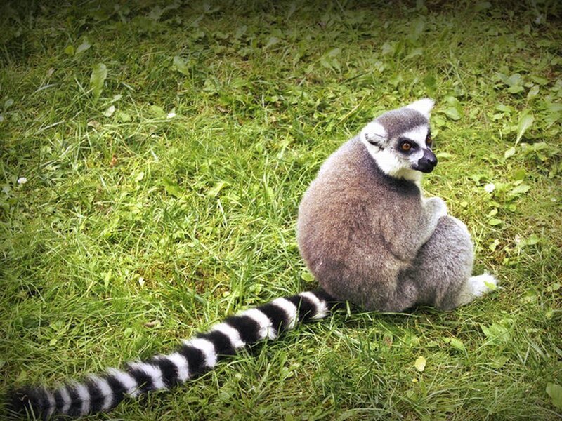 Ring-tailed Lemur — Green, Calm