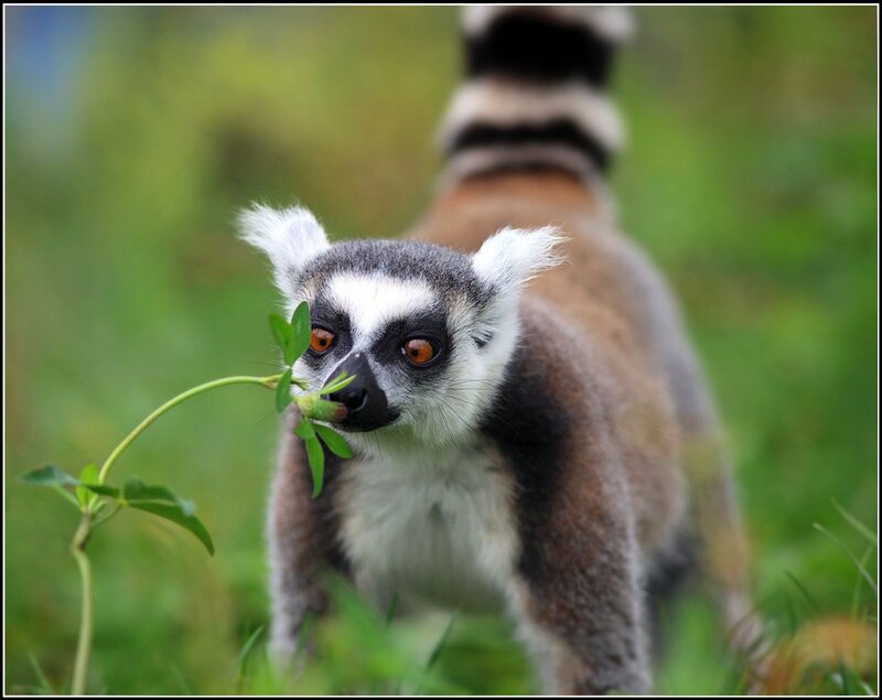 Ring-tailed Lemur — Green, Curious