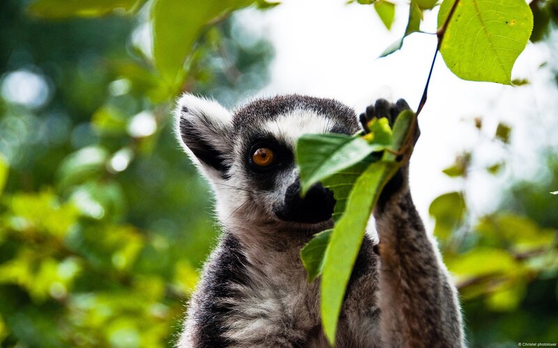 Ring-tailed Lemur — Green, Natural, Photograph