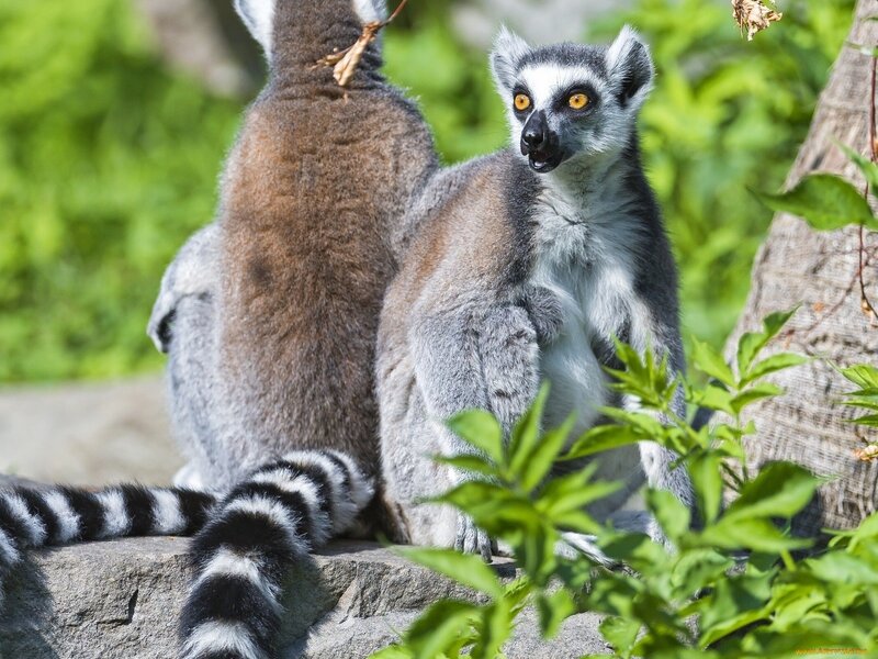 Ring-tailed Lemur — Green, Natural