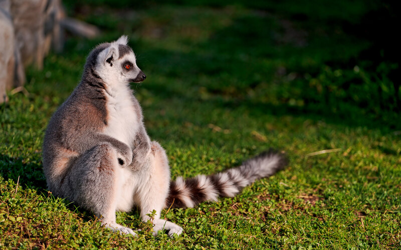 Ring-tailed Lemur — Green
